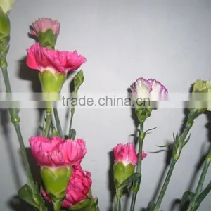 Carnation Fresh Cut Flower for Sale thumbnail-5