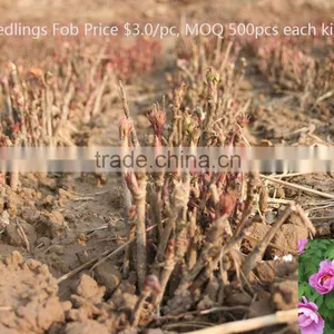 Paeonia Suffruticosa Andrews Peony Seedling thumbnail-5