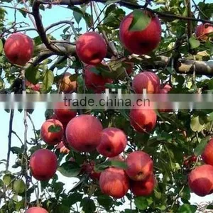 Factory Supply 100% Natural Apple Extract, Apple P.E. thumbnail-2