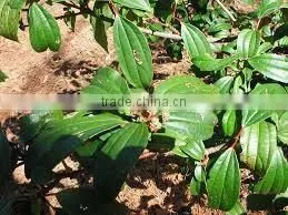 CINNAMON BARK OIL 40% thumbnail-4