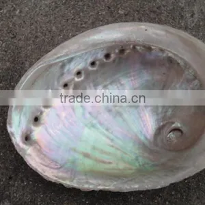 Polished Australia Abalone Seashell Paua Raw thumbnail-1