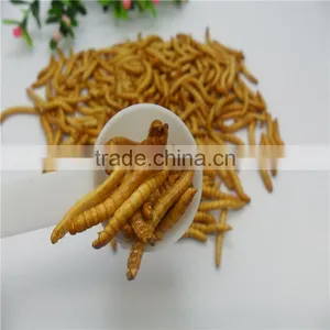 Premium Freeze Dried Mealworms For Bird Food;Natural Mealworms thumbnail-6