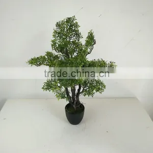 Small Bonsai Tree Wholesale thumbnail-4