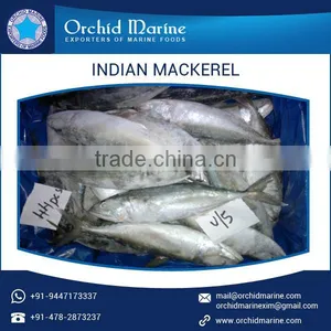 2017 Best Quality Protein Rich Indian Mackerel Fish, Frozen Sea Food thumbnail-6