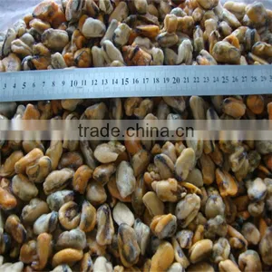 Fresh Water Mussels thumbnail-1