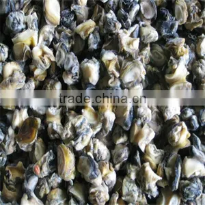 Sea Frozen and Cooked Conch Shell Meat thumbnail-1