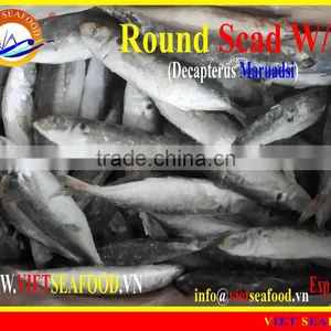 FROZEN WHOLE ROUND ROUND SCAD thumbnail-1