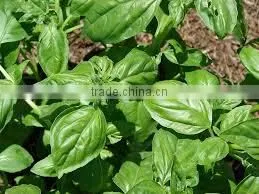 Ocimum Basilicum thumbnail-1