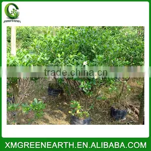 Gardenia Jasminoides thumbnail-1