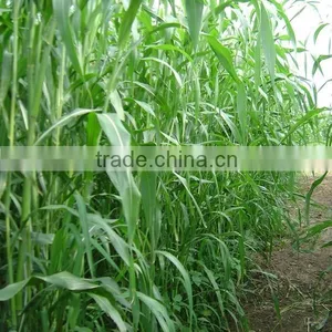 2016 New Forage Grass Seeds Sorghum Sudan Grass Seeds For Growing thumbnail-1