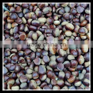 Price of Chinese Fresh Chestnut In Dandong thumbnail-1