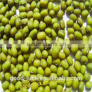 China Heilongjiang Green Mung Beans ( Food Grade) Quality Choice thumbnail-4