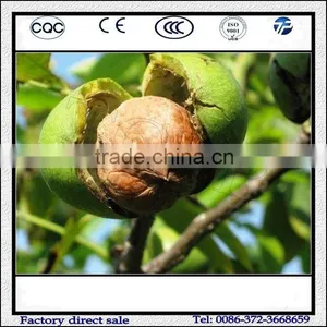 Commercial Green Walnut Peeling And Washing Machine/Walnut Peeling Machine For Green Walnut thumbnail-2