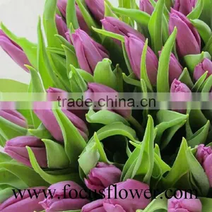 2016 High Quality Rainbow Tulip, the Fresh Cut Flowers With Low Price thumbnail-2