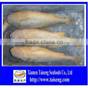 Big Size IQF Frozen Whole Round Yellow Croaker thumbnail-1