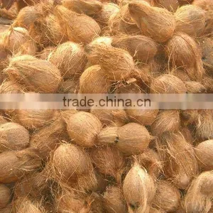 FRESH COCONUTS FROM INDIA thumbnail-1