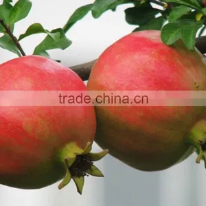 20%-90% Ellagic Acid Pomegranated Peel Extract Powder thumbnail-4