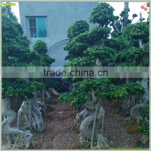 Ficus Microcarpa Bonsai Big Ficus Bonsai Outdoor Ficus China Ficus thumbnail-1