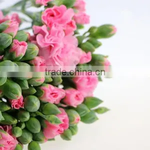 Natural Real Touch Different Types of Fresh Carnation Plants Made in China thumbnail-1