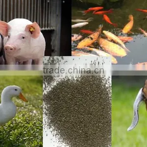 Cattle,Horse,Chicken,Dog,Pig,Fish Use and Seaweed Powder Type Feed Grade Kelp Meal thumbnail-4