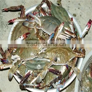 IQF Chilled Sea Blue Swimming Crabs for Global Market thumbnail-1