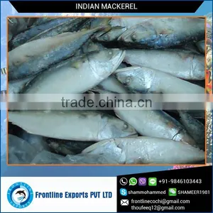 High Quality Dried Mackerel Fish for Sale at Best Price thumbnail-1