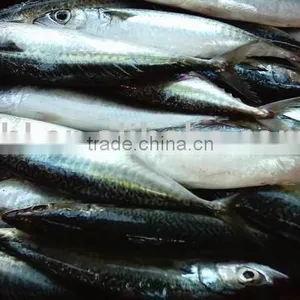 Frozen Pacific Mackerel, thumbnail-1