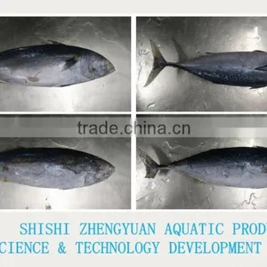 Frozen Bonito Frozen Tuna Fish thumbnail-3
