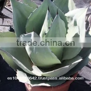 Agave Ovatifolia thumbnail-1