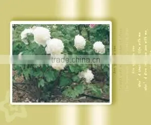 Tree Peony Plant Root Chun Hong Jiao Yan thumbnail-1