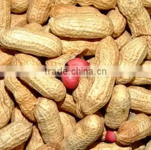 Chinese Blanched Peanut Kernel in Long Shape thumbnail-1