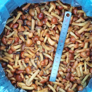 Nameko in Brine A Grade thumbnail-2