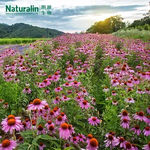 Echinacea Extract thumbnail-5