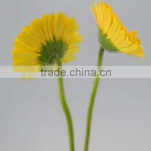 High Quality Champagne Gerbera Flower Small Gerbera Flowers thumbnail-6
