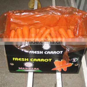 Fresh Carrot thumbnail-1