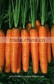 Cold Pressed Carrot Seed Oil thumbnail-1
