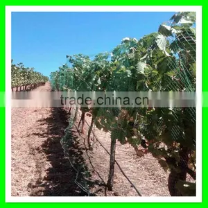 Henan Suntex Professional Supply PE Anti Bird Net for Garden Protection thumbnail-3