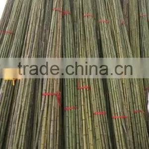 Bamboo Poles and Bamboo Bent Pole thumbnail-2