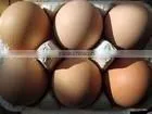 Offer Customs Clearance and Shipping Services for Eggs and Dairy Products thumbnail-1