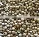 Coriander Seed thumbnail-1