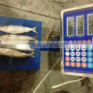 Frozen Sardine Fish for Tuna Bait thumbnail-4