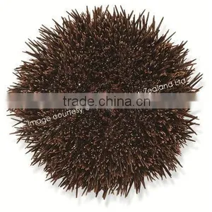 New Zealand Sea Urchin thumbnail-1