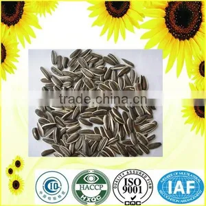 Natural Style Sunflower Seeds 363 With Long Shape thumbnail-1