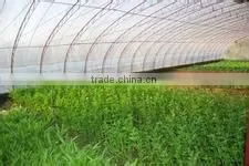 PE Agricultural Film/PE Greenhouse Film/PE Mulch Film thumbnail-1