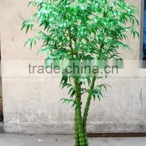 2016 Indoor Bonsai Trees Bonsai Plant Sale Bonsai Plants Bamboo thumbnail-2
