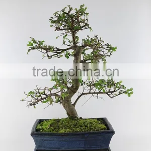 Zelkova 25cm Art thumbnail-1