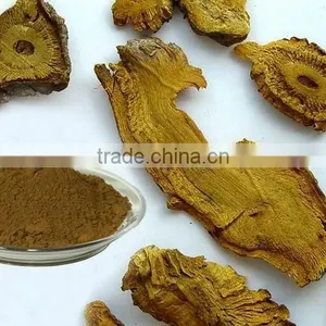 Polygonum Cuspidatum Extract Powder/pure Natural Resveratrol thumbnail-1
