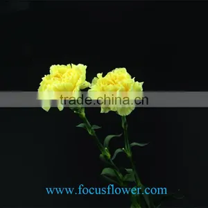 Cut Fresh Yellow Carnation Flowers Glitzy Global After Sale Service Named From China With Competitive Price thumbnail-2
