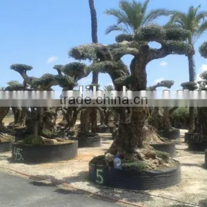 OLEA EUROPAEA Millenary thumbnail-4