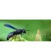 Ant Extract thumbnail-1